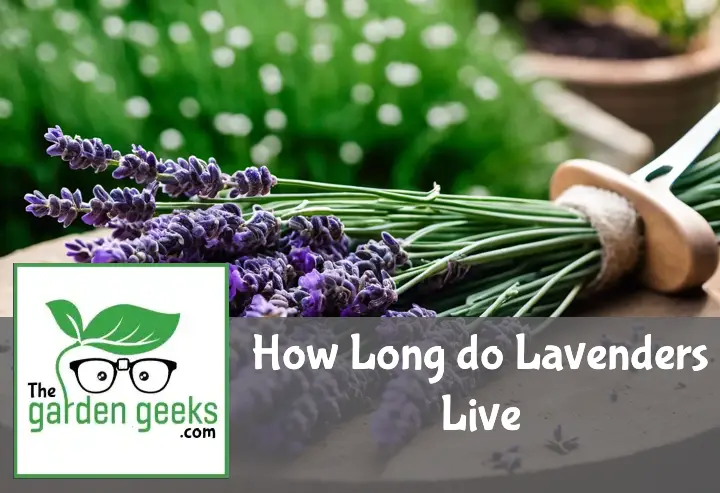 How Long do Lavenders Live? (5 Hacks to Increase Longevity)