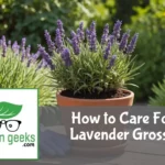 "Healthy Lavender Grosso in a terracotta pot in a sunlit garden, with gardening gloves and organic fertilizer nearby."