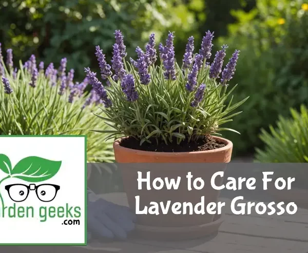 "Healthy Lavender Grosso in a terracotta pot in a sunlit garden, with gardening gloves and organic fertilizer nearby."