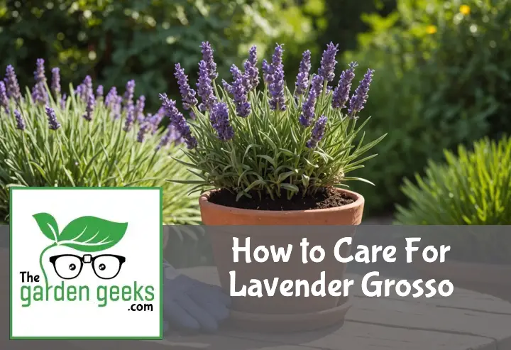 How to Care For Lavender Grosso