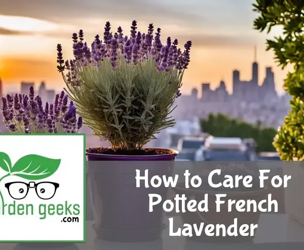 Potted French lavender on a balcony with city skyline, gardening tools beside, in sunset light.