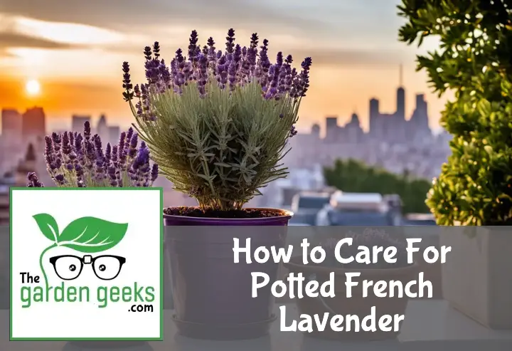 Potted French lavender on a balcony with city skyline, gardening tools beside, in sunset light.