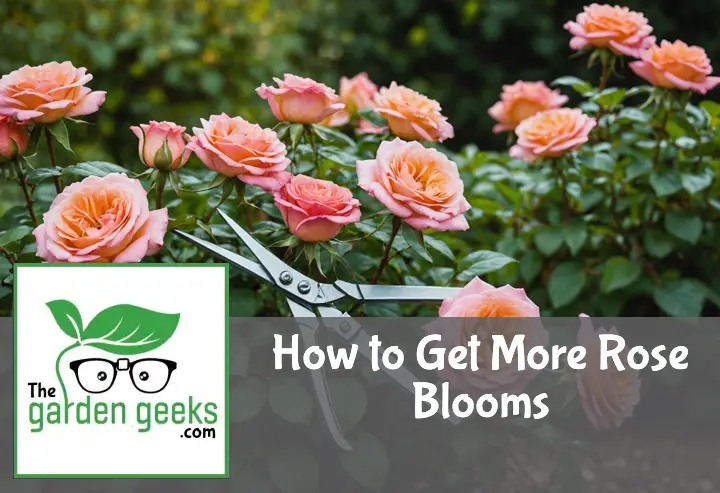 How to Get More Rose Blooms