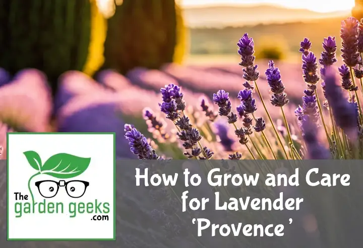 How to Grow and Care for Lavender ‘Provence’