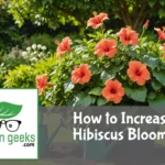 "Blooming hibiscus plant in a garden setting with gardening tools, organic fertilizer, and a watering can nearby."