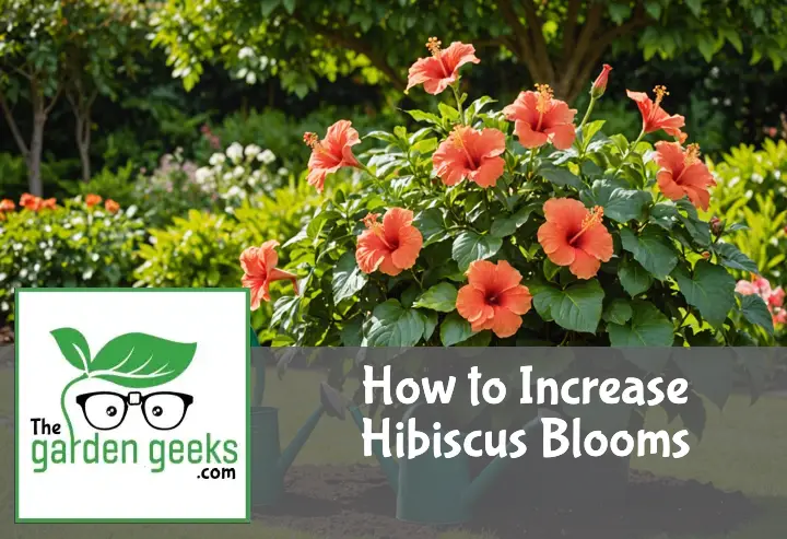 How to Increase Hibiscus Blooms (6 Methods That Actually Work)
