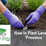 "Gloved hands carefully planting a young lavender 'Provence' with purple buds in a garden, with a trowel and organic soil mix nearby."