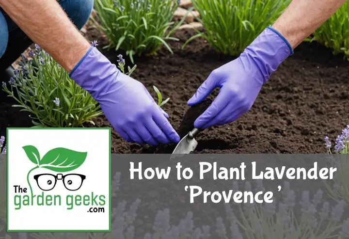 "Gloved hands carefully planting a young lavender 'Provence' with purple buds in a garden, with a trowel and organic soil mix nearby."