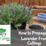 "Close-up of a mature lavender plant and prepared cuttings on a wooden table, ready for propagation."