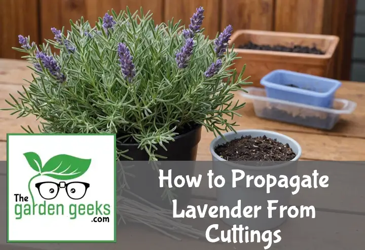 How to Propagate Lavender From Cuttings (Best Method That Actually Works)