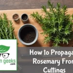 "Fresh rosemary cuttings on a wooden board next to a pot of soil, garden shears, and rooting hormone, ready for propagation."