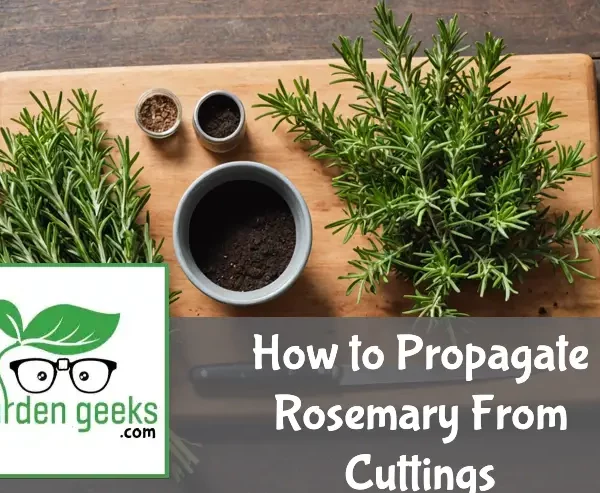 "Fresh rosemary cuttings on a wooden board next to a pot of soil, garden shears, and rooting hormone, ready for propagation."
