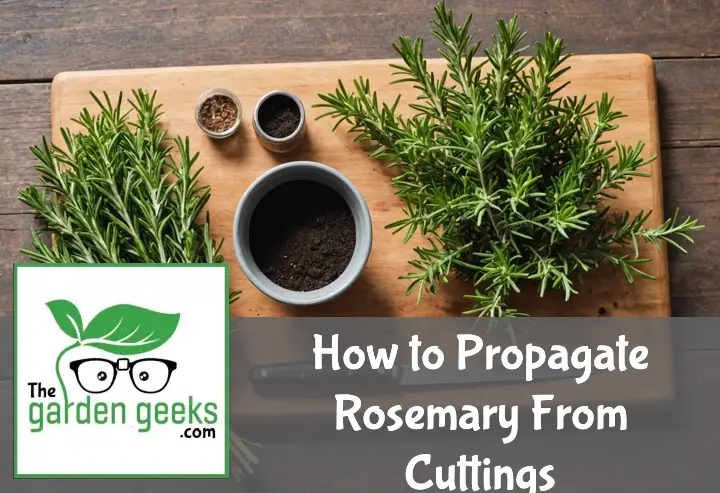 How to Propagate Rosemary From Cuttings (With Photos)