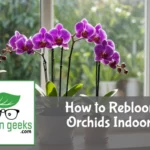"Vibrant, reblooming orchid near a sunny window, surrounded by care essentials like a spray bottle, potting mix, and humidity tray."