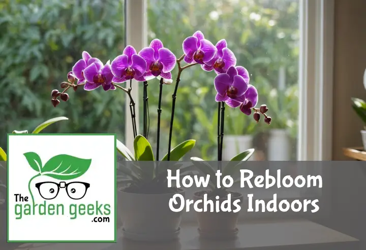 "Vibrant, reblooming orchid near a sunny window, surrounded by care essentials like a spray bottle, potting mix, and humidity tray."