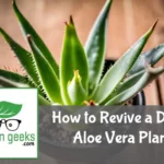"A distressed aloe vera plant with browning leaves on a wooden surface, next to a dropper with nutrients and a moisture meter."