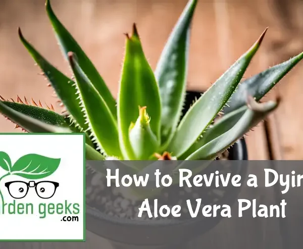 "A distressed aloe vera plant with browning leaves on a wooden surface, next to a dropper with nutrients and a moisture meter."