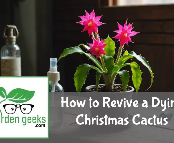 "A distressed Christmas cactus with drooping branches on a table, surrounded by plant care tools."