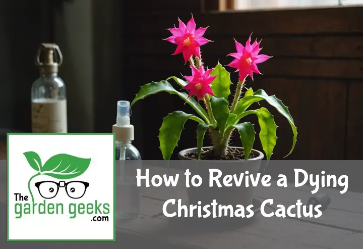 "A distressed Christmas cactus with drooping branches on a table, surrounded by plant care tools."