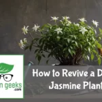 "Dying jasmine plant in a ceramic pot on a wooden surface, with gardening tools and organic plant food in the background."