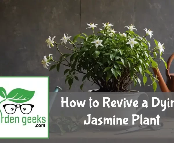 "Dying jasmine plant in a ceramic pot on a wooden surface, with gardening tools and organic plant food in the background."