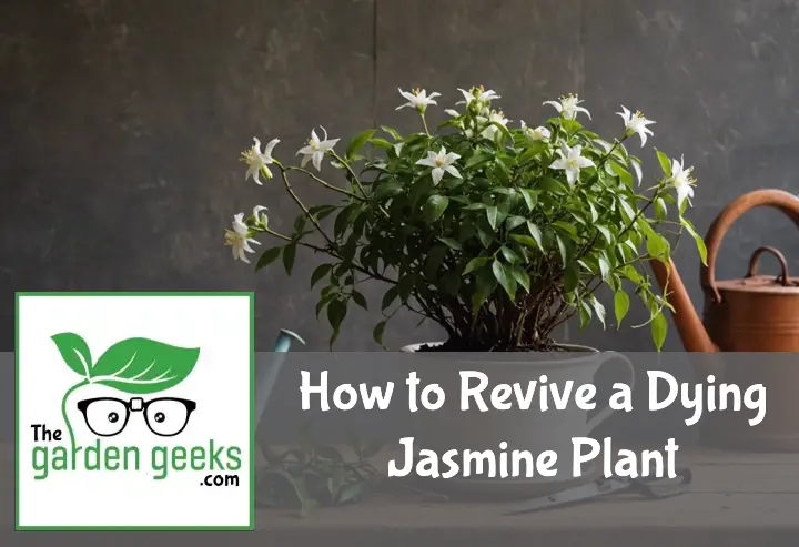 How to Revive a Dying Jasmine Plant