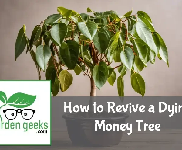 "Wilted money tree in an overwatered ceramic pot on a table, with plant revival tools nearby."