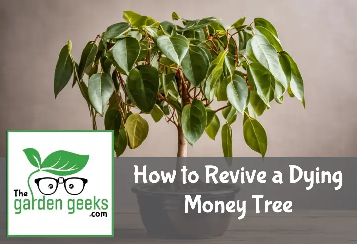 "Wilted money tree in an overwatered ceramic pot on a table, with plant revival tools nearby."