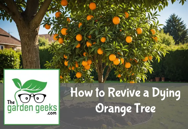 How to Revive a Dying Orange Tree