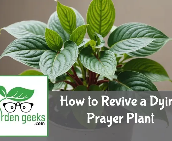 "A wilting prayer plant with faded leaves, a spray bottle and a bag of potting soil on a neutral background."