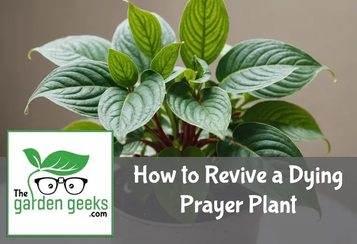 How to Revive a Dying Prayer Plant