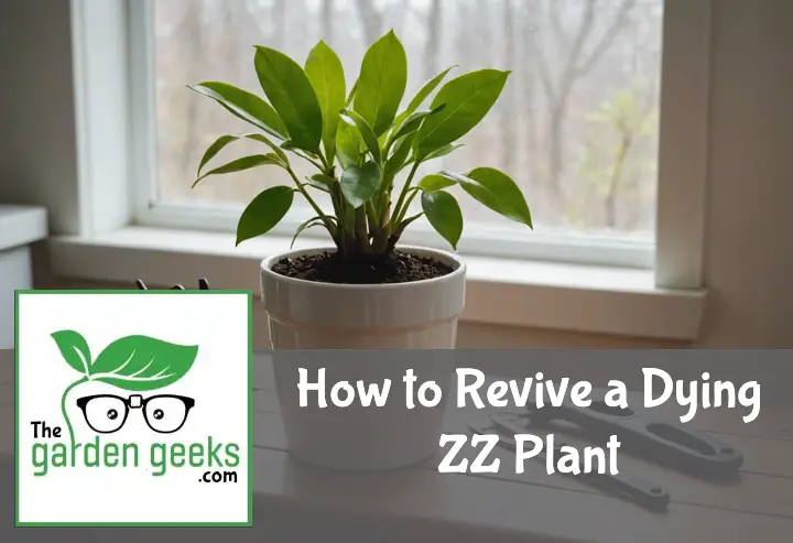 How to Revive a Dying ZZ Plant