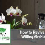 "Wilting orchid on a wooden surface with care essentials like a spray bottle, fertilizer, and moisture meter."