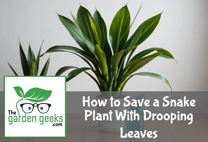 "A snake plant with drooping leaves in a minimalist setting, with gardening gloves, a moisture meter and plant fertilizer nearby."