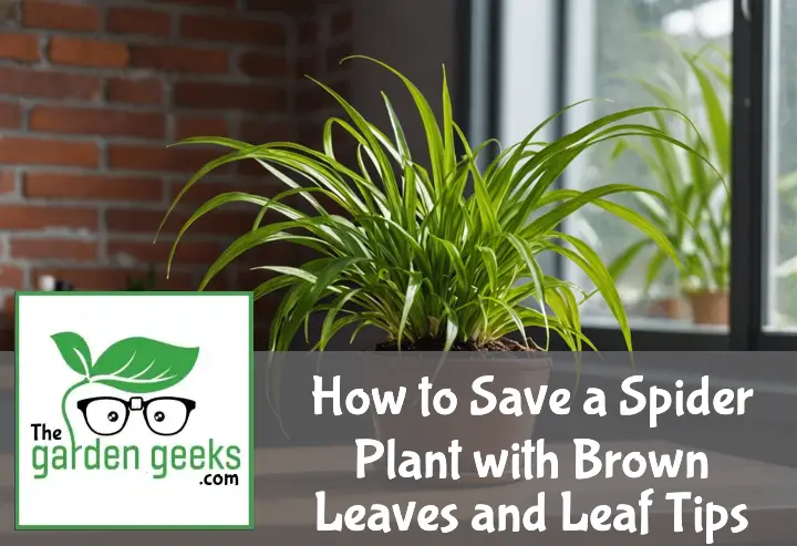 How to Save a Spider Plant with Brown Leaves and Leaf Tips
