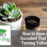 "A succulent plant with yellowing leaves on a wooden table, surrounded by a moisture meter, soil mix, and fertilizer."