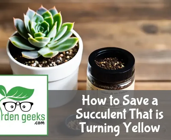 "A succulent plant with yellowing leaves on a wooden table, surrounded by a moisture meter, soil mix, and fertilizer."