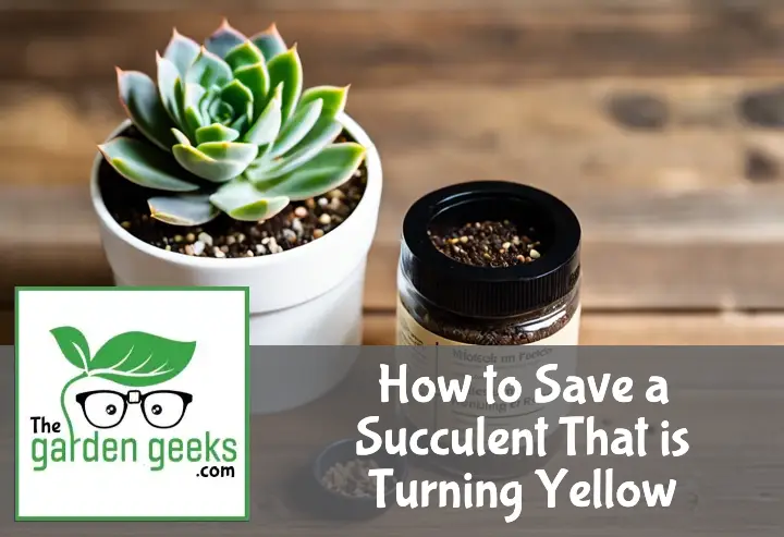 How to Save a Succulent That is Turning Yellow