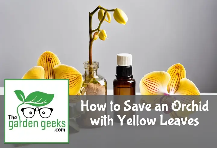 How to Save an Orchid with Yellow Leaves