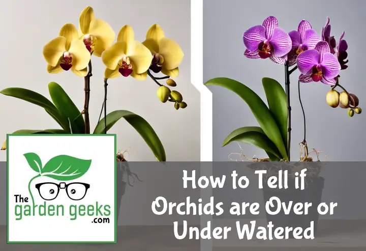 Two orchids side by side: left shows under-watered with wilted leaves, right displays over-watered with yellowing, rotting foliage.