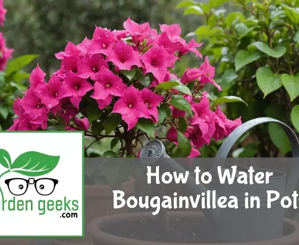 "Watering a vibrant bougainvillea plant in a terracotta pot, with focus on the falling water droplets and a moisture meter."
