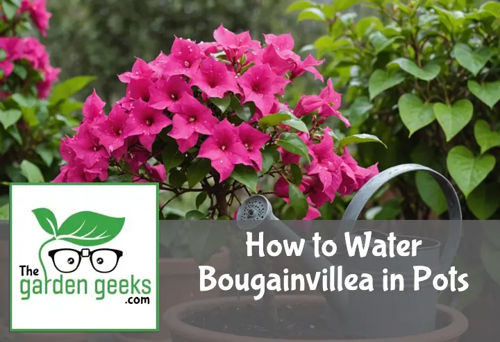 How to Water Bougainvillea in Pots