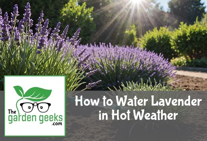 How to Water Lavender in Hot Weather