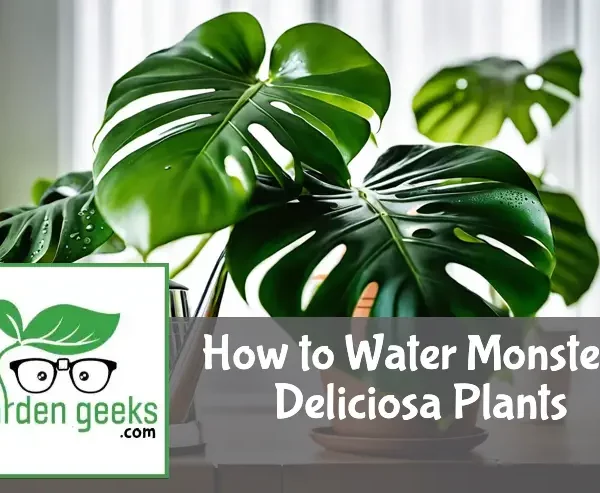 Monstera Deliciosa with water droplets on leaves, near a watering can and moisture meter in a well-lit indoor setting.
