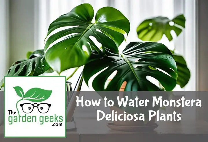 Monstera Deliciosa with water droplets on leaves, near a watering can and moisture meter in a well-lit indoor setting.