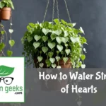 "String of Hearts plant in a hanging pot being watered, with a watering can and moisture meter nearby."