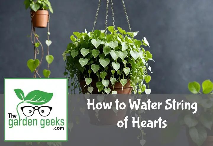 How to Water String of Hearts (Ceropegia woodii variegata)