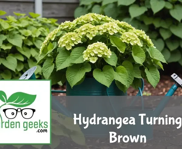 "Browning hydrangea plant in a garden with a watering can, fertilizer, and pruning shears nearby."
