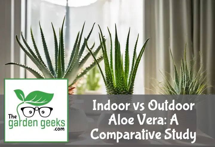 Two scenes: an aloe vera thrives indoors near a window and another grows outdoors, both showing health and environmental effects.
