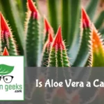 Aloe vera plant in focus with thick leaves, contrasted against blurred desert cacti in natural light.
